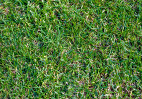 Grass Patch Thick green patch of Buffalo grass