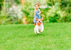 Jack Russell Terrier playing with child boy at bright day